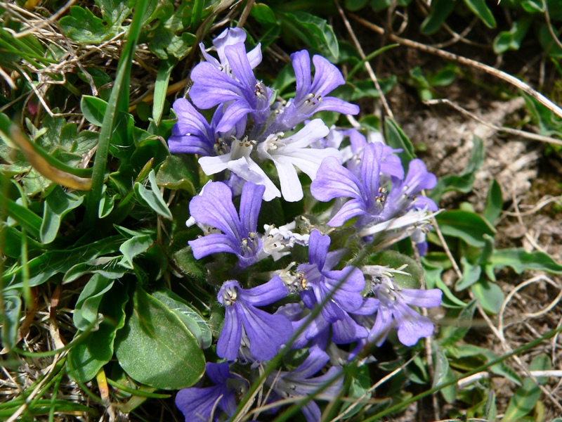 Ajuga tenorei / Iva acaule